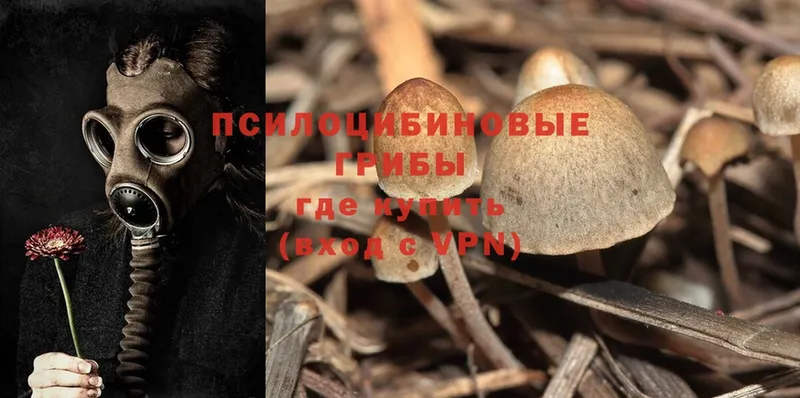 купить наркотики цена  Чита  Псилоцибиновые грибы Psilocybe 